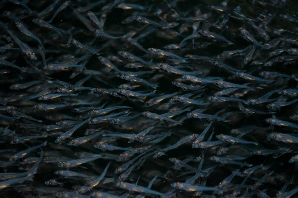 Zanderlarven aus Kreislaufanlagen als Basis zur Umstellung in Smartfisch Fischzuchten.
